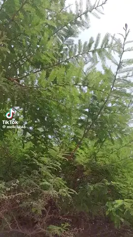 #etiopiatiktok🇪🇹🇪🇹🇪🇹