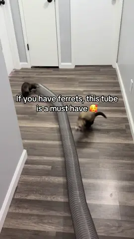 It’s a 10 foot dust collection hose! #ferret #ferretlove #nipperandkipper #exoticpets #fypシ゚viral #ferretsoftiktok #cuteanimals #fypシ #ferretmom #ferrettube #tube #fun #enrichment 