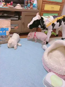 ダッシュ🤭 #smartpet #micropig #cute #pig #可愛い #マイクロブタ 