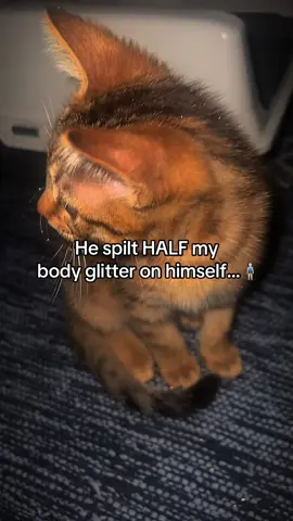 He destroyed my room but at least he’s serving 💅🏼✨ #catsoftiktok 