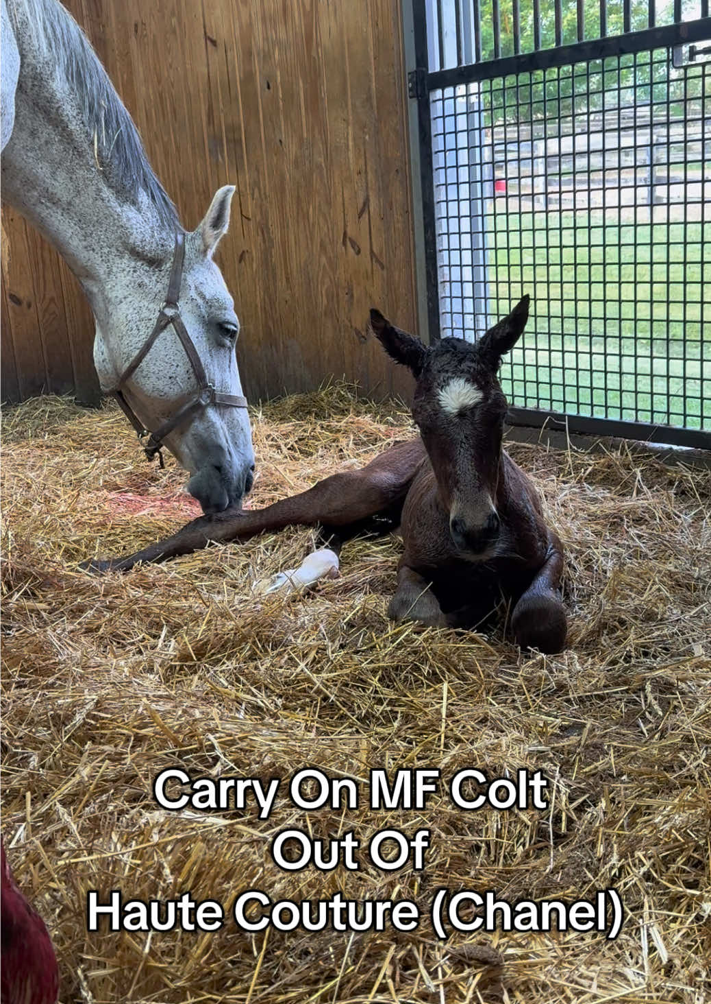 Chanel had a stunning colt this morning!!! We can’t wait to watch this guy grow up😍 #horsesoftiktok #broodmare #broodmaresoftiktok #broodmarelife #horsebirth #livefoaling #horsetok #maresoftiktok #foalingseason2025 #foaling #cutebabyanimals #babyhorse #mareandfoal #warmbloodhorse 