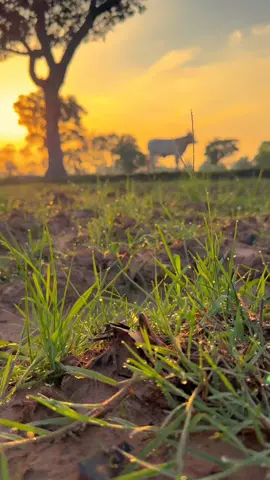 #วิวบ้านนอก🍃 #วิวธรรมชาติบ้านเรา #เธรดท้องฟ้า #เธรดสตอรี่ 
