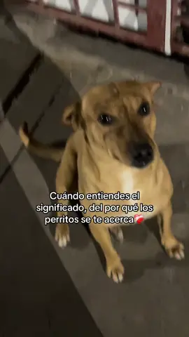 Perritos 🥺❤️                                                        .                                              . #perritos #animales #ayuda #apoyo #felicidad #fyp #you #parrati #mascotas #tiktok #viral_video #foryu