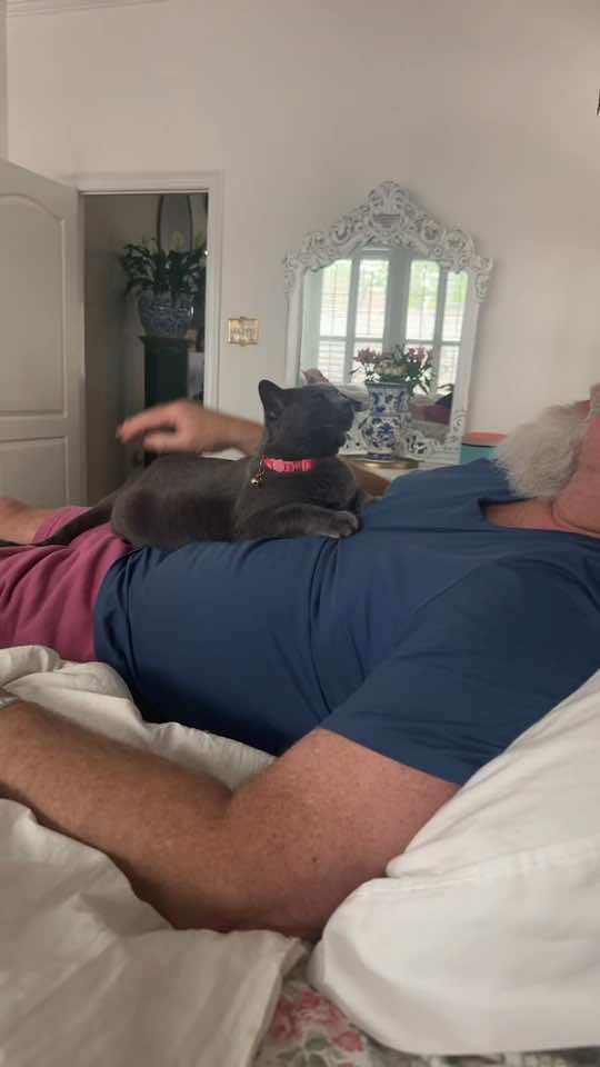 #catsoftiktok 