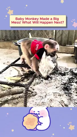 Baby Monkey Made a Big Mess! What Will Happen Next? #Monkey #CuteMonkeys #MonkeyLife #WildlifeWednesday #AnimalLovers #PrimatesOfTikTok #FunnyMonkeys #NatureLovers #ZooAdventures #MonkeyMagic