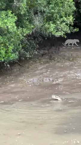 Whoa, that was close! 😅 This fella nearly ended up as a snack for this massive saltwater crocodile. 🐊 📹 by @wildmanadventures on instagram  #naturesedge #welcometothewild #natureismetal #circleoflife #theuntamed #wildlifeofinstagram #rawnature #intothewild 