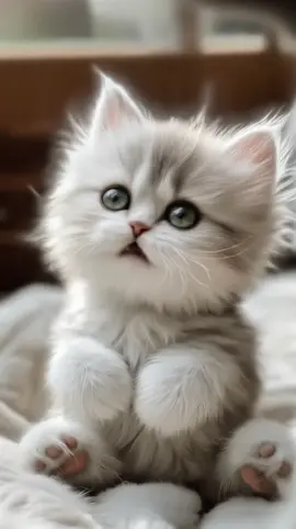 Warning, not for kids! 🤣❤️ Try not to laugh at this funny kitten! #trynottolaugh #kitten #cutecat #funnycat #adulting #momlife #cute #cute 