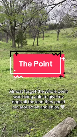 They’re having the time of their life  #doberman #germanshepherd #thepoint #dog #land #glynisleigh