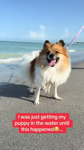 Splash Zone💦😳… #puppy #beach #funny #fyp 