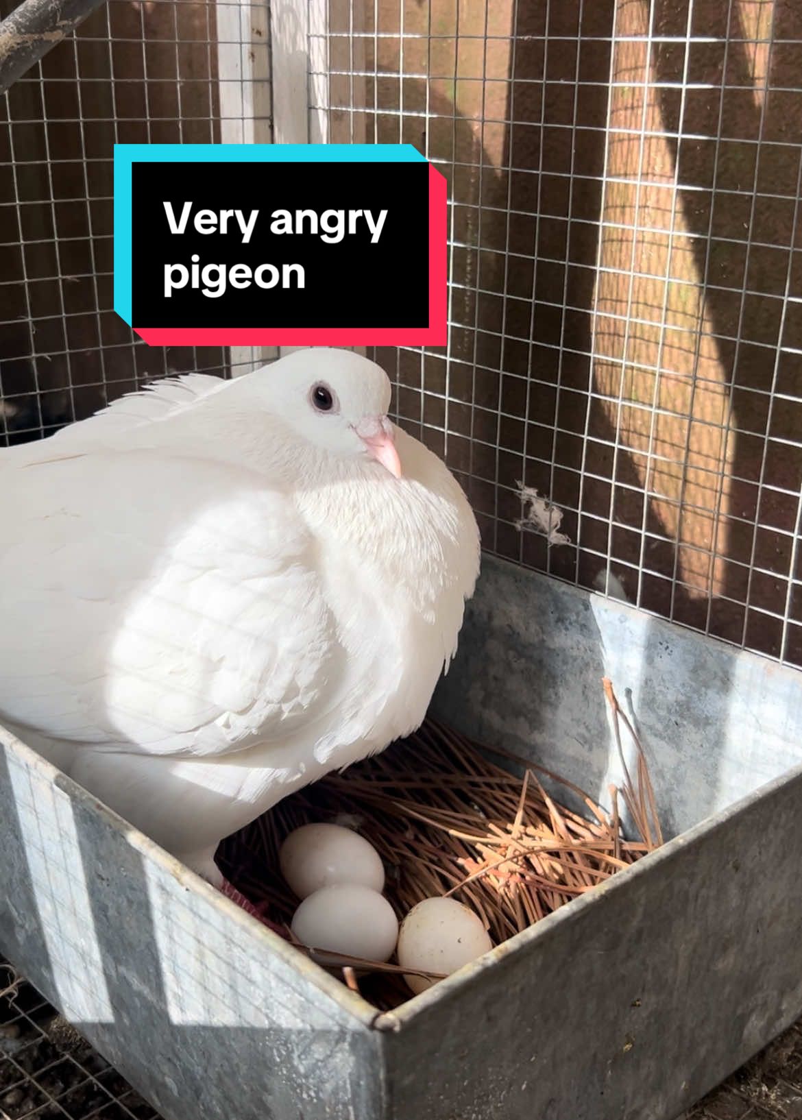 I was giving her an egg from another pair to foster, which prompted this very angry interaction! #birds #pigeons #pigeonsoftiktok #pigeonsaspets #petpigeon #petbird #bird #poultry #eggs #nest #pets #angry #pigeon #pigeonlovers #pigeontok #dove #doves