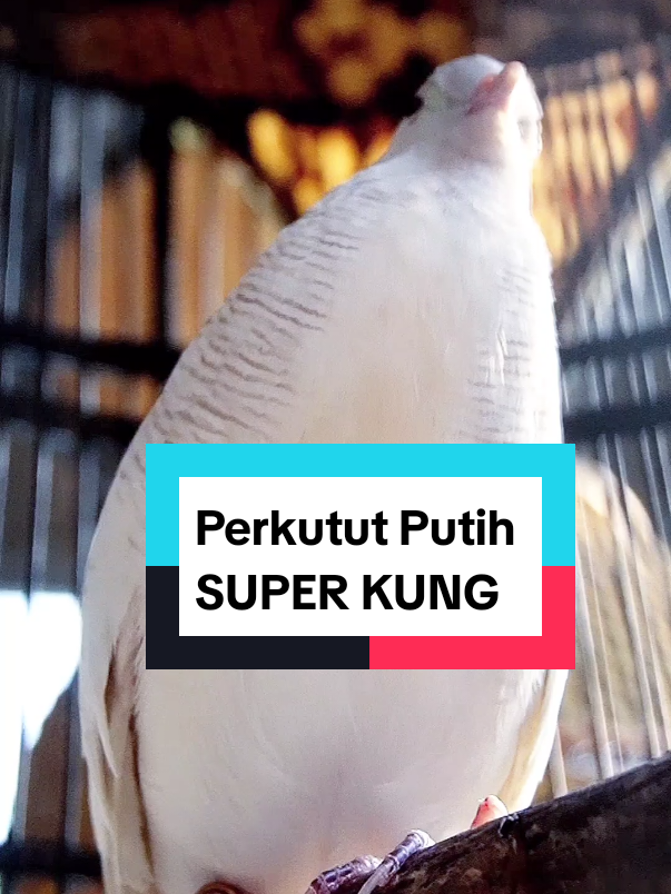 Perkutut Putih Mata Merah suara KUNG JELAS #perkututputihgacor,#perkutut,#perkututlokalpancinga,#perkututlokalgacoran,#perkututbangkok,#perkututkrossing,#perkututwarna,#perkututjadiularasli,#perkututkaturanggan,#perkututgolden#perkututputih,#perkututgacor,#perkututlokal,#perkututjuara1nasional,#lombaperkutut,#perkututbangkoksuaraistimewa,#perkutut3milyar#burungperkutut,#burungperkututgacoran,#burungperkututpembawarejeki,#burungperkututjadiular,#fyp #fyppppppppppppppppppppppp 