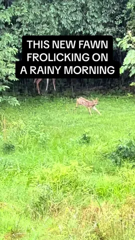 I do believe this little one had the zoomies. #deer #natureathome #babyanimals #zoomies #motherhood 
