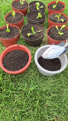 We're comparing two strawberry plants: one fertilized with a whole buried fish, and the other with a complete chemical fertilizer containing over 10 nutrients. Both plants are the same age and grown under identical conditions. Which method will produce better results over time? Follow along to find out. #StrawberryExperiment #OrganicVsChemical #FertilizerTest #GardeningTips #SustainableFarming #FishFertilizer #HomeGarden #SoilHealth #GrowYourOwnFood #PlantGrowth #UrbanFarming #GardeningExperiment #BackyardGarden #PlantScience #GreenThumb