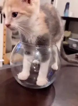 Poor little kitty #cat #funnycat #cats #funnyvideos #fyp 