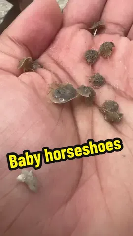 Some more tiny horseshoe crabs 