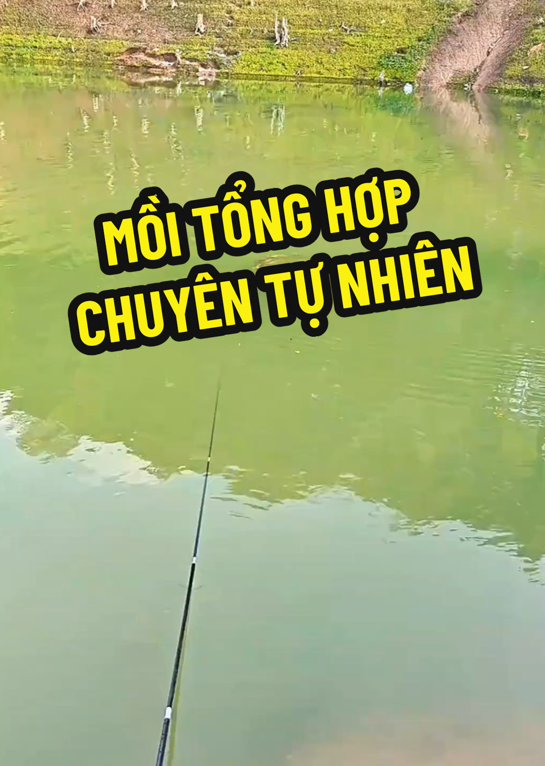 mồi câu tổng hợp dành riênh cho những anh em thích đi câu tự nhiên #caucatunhien #caucagiaitri #moicauca #moicautonghop #moicautunhien #vubaoca99 