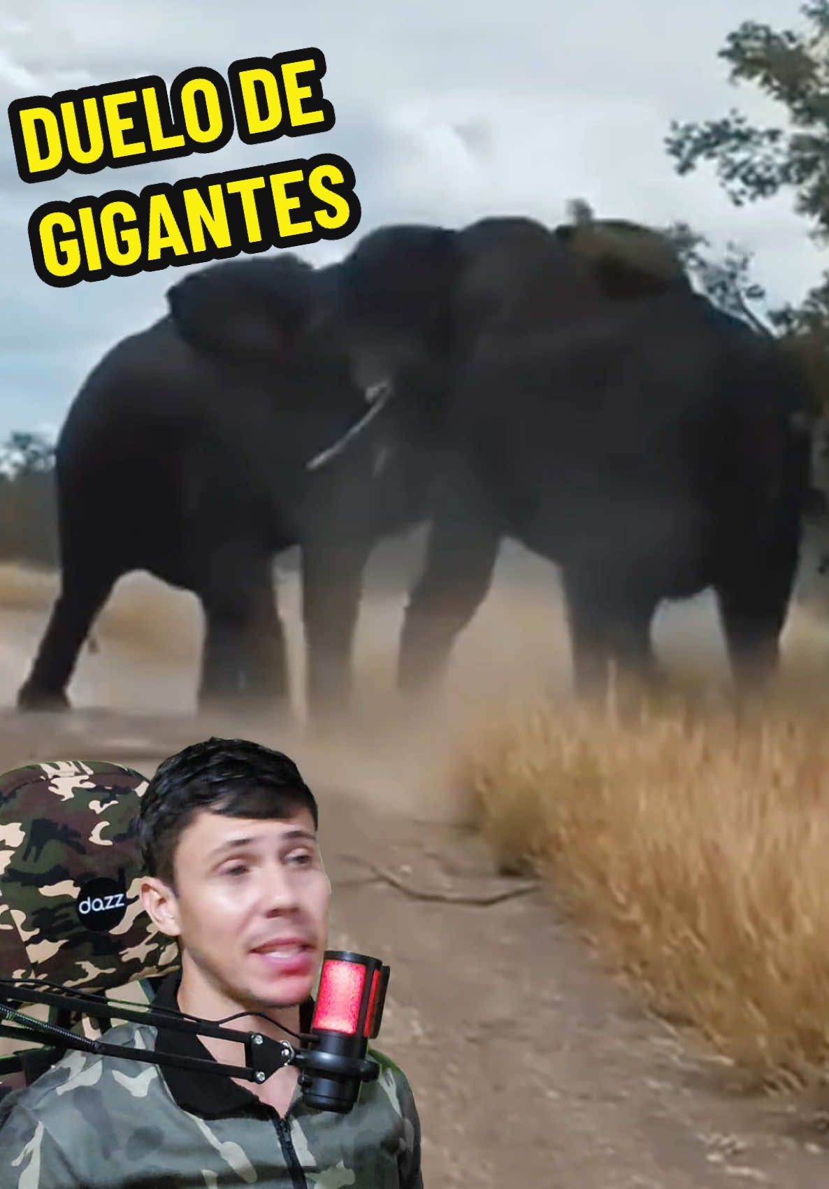 Quando dois elefantes entram em confronto, o estrago pode ser devastador. Neste vídeo, eles derrubam árvores como se fossem simples gravetos. Impressionante a força desses gigantes. #VidaAnimalComentada #wendecrispimflix #animais #wendecrispim