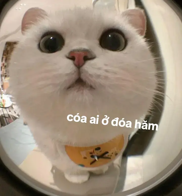 #xuhuong #cutebaby #votrimoingay #meme #tiktok #meow 