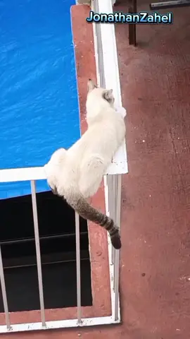 #fyp #videoviral #sidelperezoso #gatosgraciosos #gatocaidas #gatostiktok 