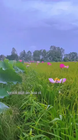 Người giặt áo hoa ơi…#xuhuong #canhdepthiennhien #songnuocmientay #canhdep #mientay #🌾🌾🌾 