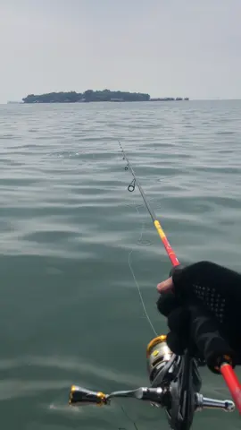 Umpan baru turun gk pake lama langsung dapat sambaran jenaha Rod capung 622 Reel Ryobi Anesta 1000 Pe natuna 0,8 Leader Samar 25lb #relixnusantara #capung622 #fishinglife #mancingterus 