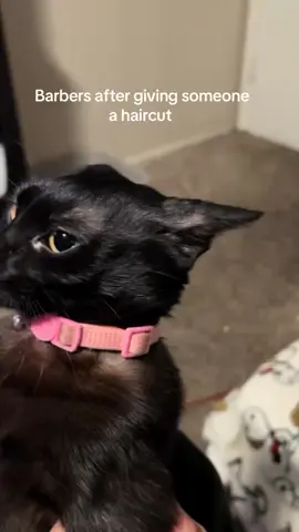 😹😹😹