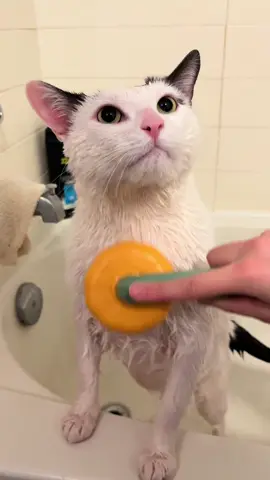 ASMR  #catsoftiktok #cats #cat #catlover #asmr #cute 