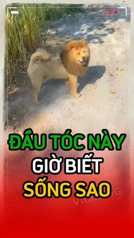 M nhìn xem 🙄🙄🙄🙄🦁🦁🦁#haihuoc #giaitri #vitaming 