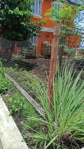 Chicken Net Plastic Fence Mesh