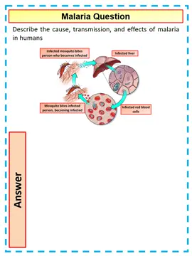 4 mark A Level Biology Question on Maleria
