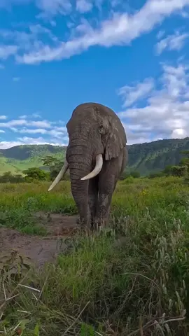 Its Friday and Elle is ready 😍 #visitngorongoro #unforgettableexperiences #ngorongorocrater #ngorongoro 
