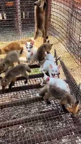 #fox #foxy #foxes #fyp #foryoupage 