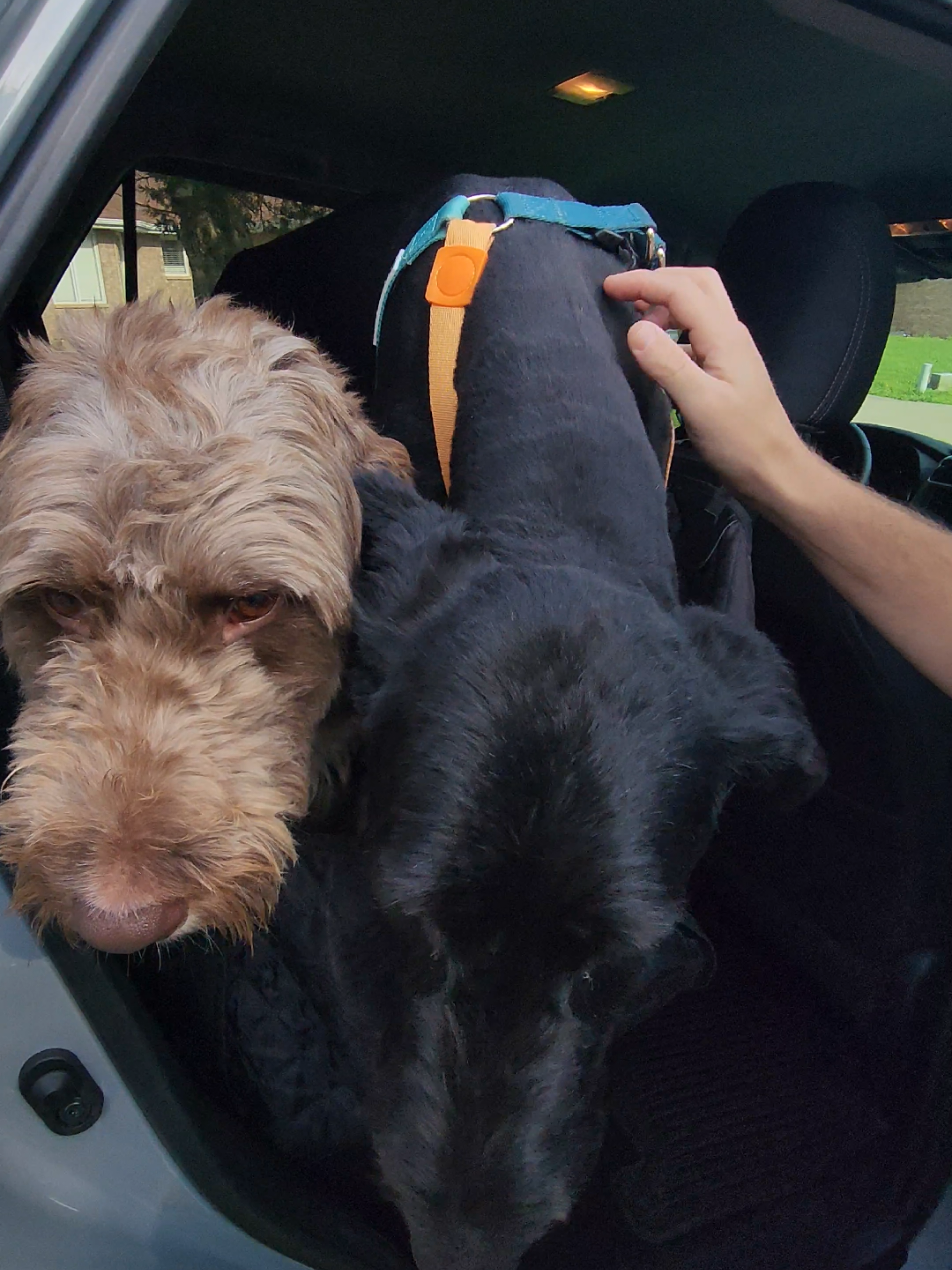 They've got so much more room for activities!  #pets #dogs #labradoodle  #PetsOfTikTok  #dogsofttiktok  #dogmom  @oneisallofficial 
