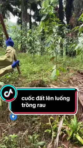 đầu cuốc lưỡi bằng, cuốc lưỡi bằng làm nông nghiệp #daucuoclamvuon #daucuocluoibang #cuoclamruong #cuoclamnongnghiep #dungcunongnghiep #xuhuong #xuhuongtiktok 