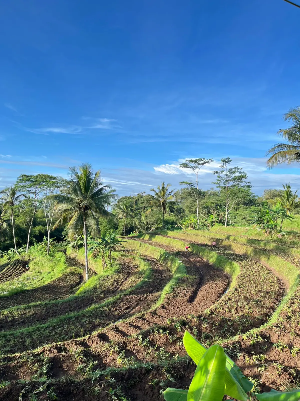 jalan pagi kalo lagi cerah nih. viewnya bagus banget 😍 #magelang #magelang24jam #magelangkotasejutabunga #view #pemandanganalam #exploremagelang #wisata #magelang24jamfyp 