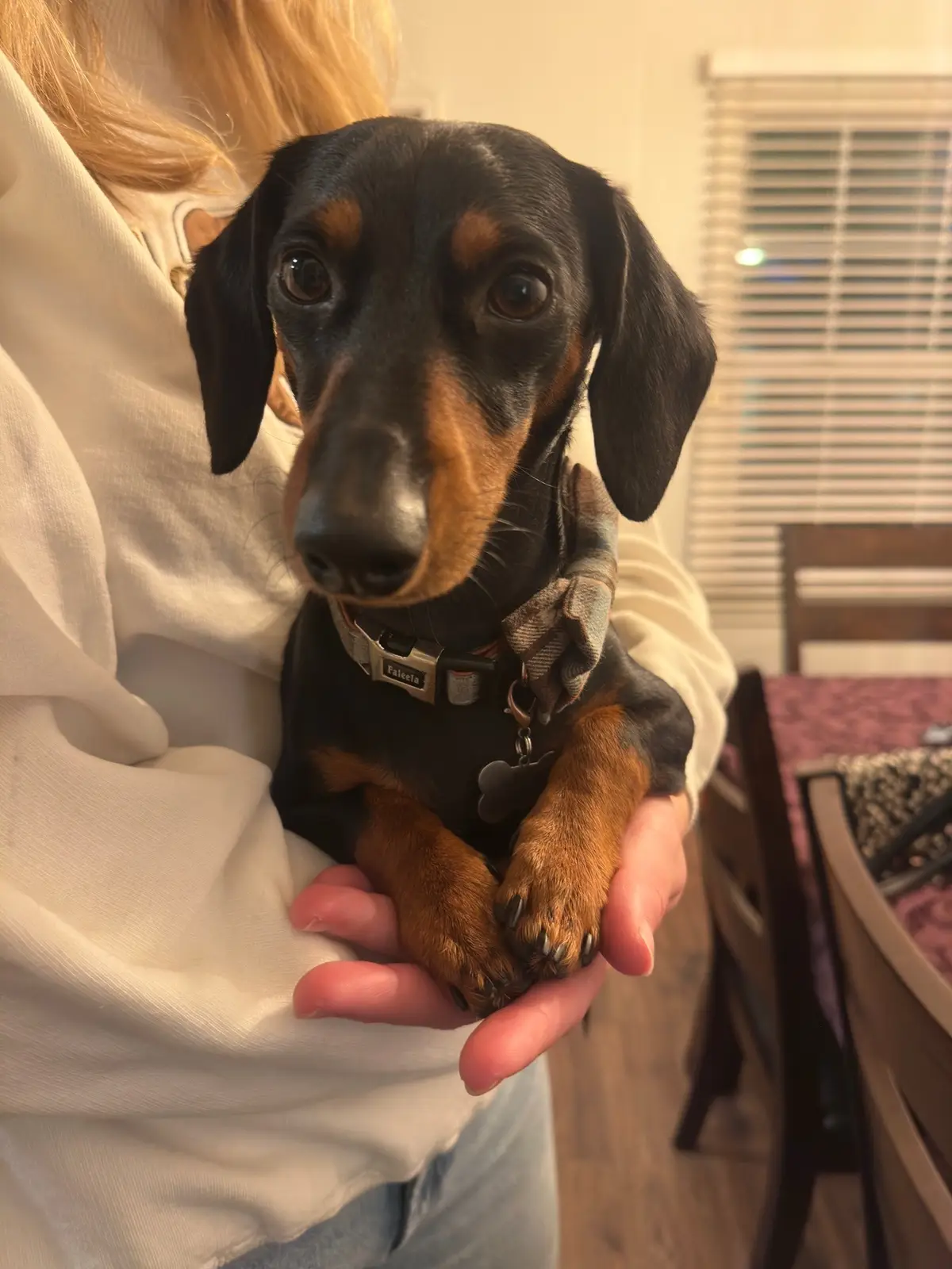 Always been that boy 💅🏻 #dachshund #dachshundsoftiktok #weinerdog #fypシ 