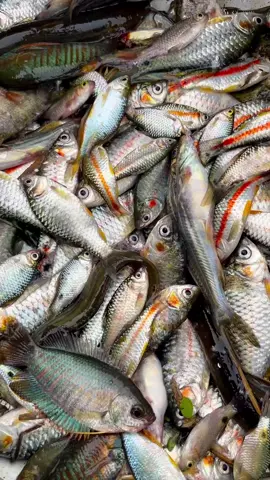 দেশি মাছ 