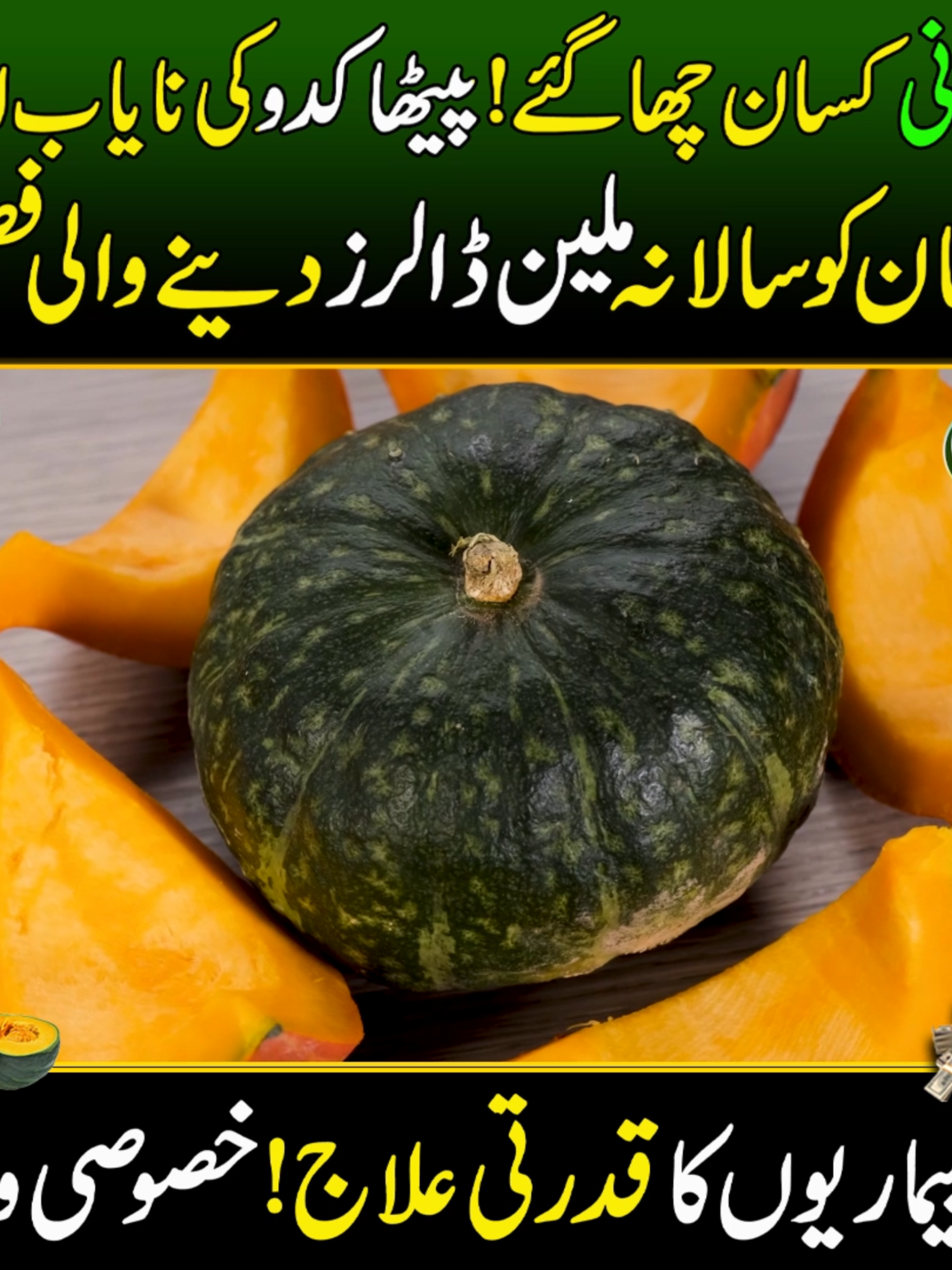#pumpkin #petha #halwakaddu #farming #lowcost #HighProfit #vegetables #kissankapakistan #DiscoverPakistan #whotofollow #whattowatch