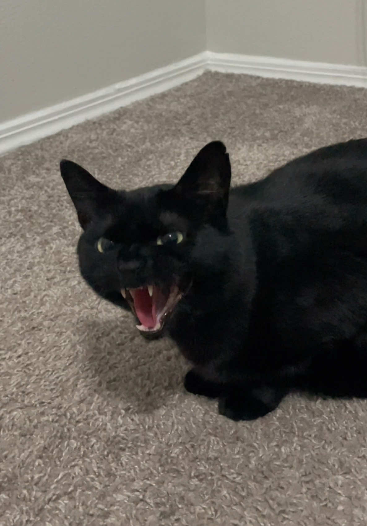 Un GRRR 😸 #catsoftiktok #blackcatsoftiktok #dameungrr #blackcats 