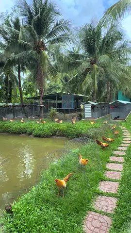 Lô Gà Kế Tiếp Sẽ Đc Về Chuồng Là🍌 Tây🥰#aexemvui🐓🌾🌾 #ga #xuhuong #xuhuong2025 #gà_chọi_việt_nam 