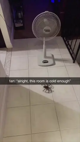 The fan is even saying nope! 😆😭 ☆Great moment 😄 haha☆ #pets #spider #spiders #tarantula #arachnids #crawling #chilling #petspider #pettrantula #family #blackanddecker #fanjump #hilarious #amusing #pixarlamp #haha #junpingfan #littlefan #uneven #greatmoment 