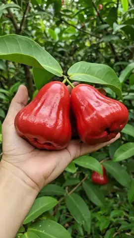 Bibit jambu citra jumbo / bibit jambu citra cangkokan / bibit jambu citra cepat berbuah / bibit jambu citra merah / bibit jambu citra madu / bibit jambu citra cangkok / bibit jambu citra siap berbuah / bibit jambu air merah #bibit #benih #bibitjambuair #bibitjambuaircitra #bibitjambucitra #bibitjambucitramerah #bibitjambu #jambu #jambuair #jambucitra #jambucitrajumbo #buah #buahbuahan #tanaman #tabulampot #berkebun 