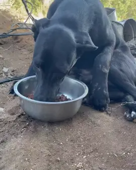 #doggo #doglover #dogsoftiktok #dog #dogworld #euamooquefaço #dogrescue #dogmom #dogtrainer #canadá #dogmodel #Utiliza #dogsoftiktok #dogsitting #dog #dogsoftiktok #doglover #doglover #doglover #dogsoftiktok 