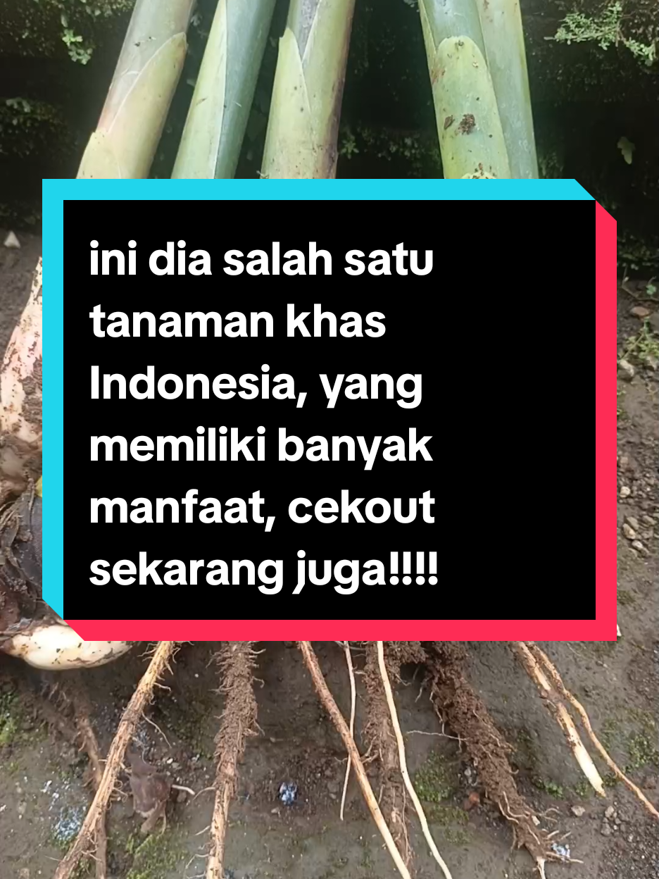 Bibit kecombrang (honje) tanaman yang memiliki banyak sekali manfaat, dari mulai buah, bunga, dan batangnya, semua nya bisa di manfaat untuk bumbu masakan, atau untuk kesehatan. #bibitkecombrang 