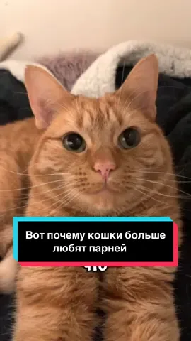 Кошки больше любят парней и это правда! #рек #топ #врекпж #животные 