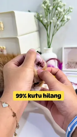 Waktunya bocil mandi 🤭 . . #kucingkutuan #fyp #viral #shampokutukucing #shampokucing #clever #cleversolutionsindonesia @cleversolutions indonesia 