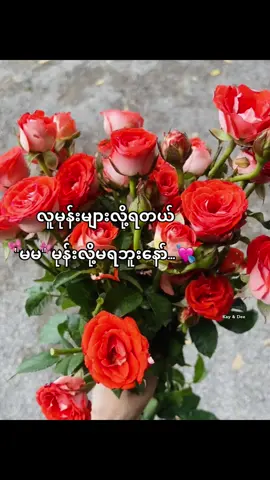 နော် မမ🫶🏻💕#dedee812 #kthweaung1 #fypシ゚ #fypシ゚vira #tiktok #tiktokmyanmar #CapCut #capcutedit #capcutvelocity #thankb4youdo @TikTok @CapCut @TikTok Trends 