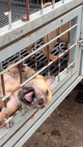 rescue trapped dog #pet #xuhuong #fyp #trending #dog #dogsoftiktok #PetsOfTikTok 