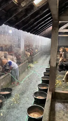🌧️🤩🤠 #sapi #sunartofarmklaten 