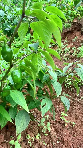 Yang belum tau pohon cabe gendot seperti ini yaa 😁 #cabekompor  #cabepedas  #cabegendot 